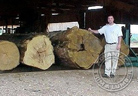 Ipe Wood Logs